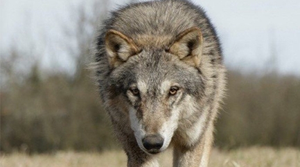 EN IMMERSION AVEC LES LOUPS