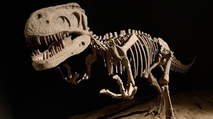 Muséum d'Histoire naturelle - Jardin des plantes