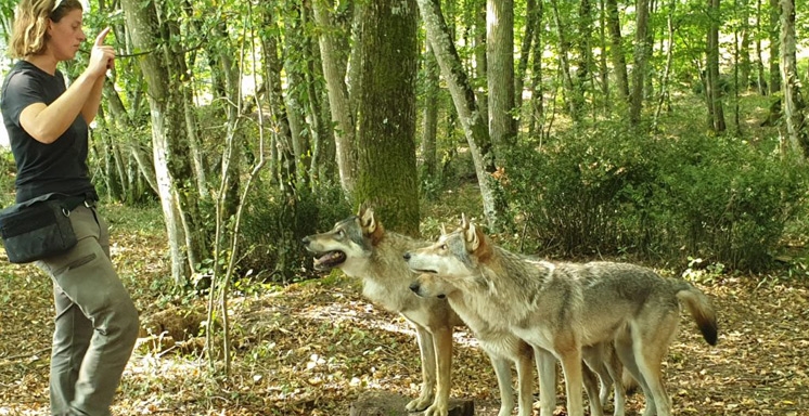 EN IMMERSION AVEC LES LOUPS