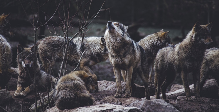 EN IMMERSION AVEC LES LOUPS