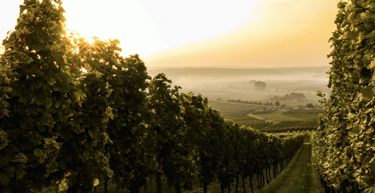 DÉJEUNER AU COEUR DES VIGNES